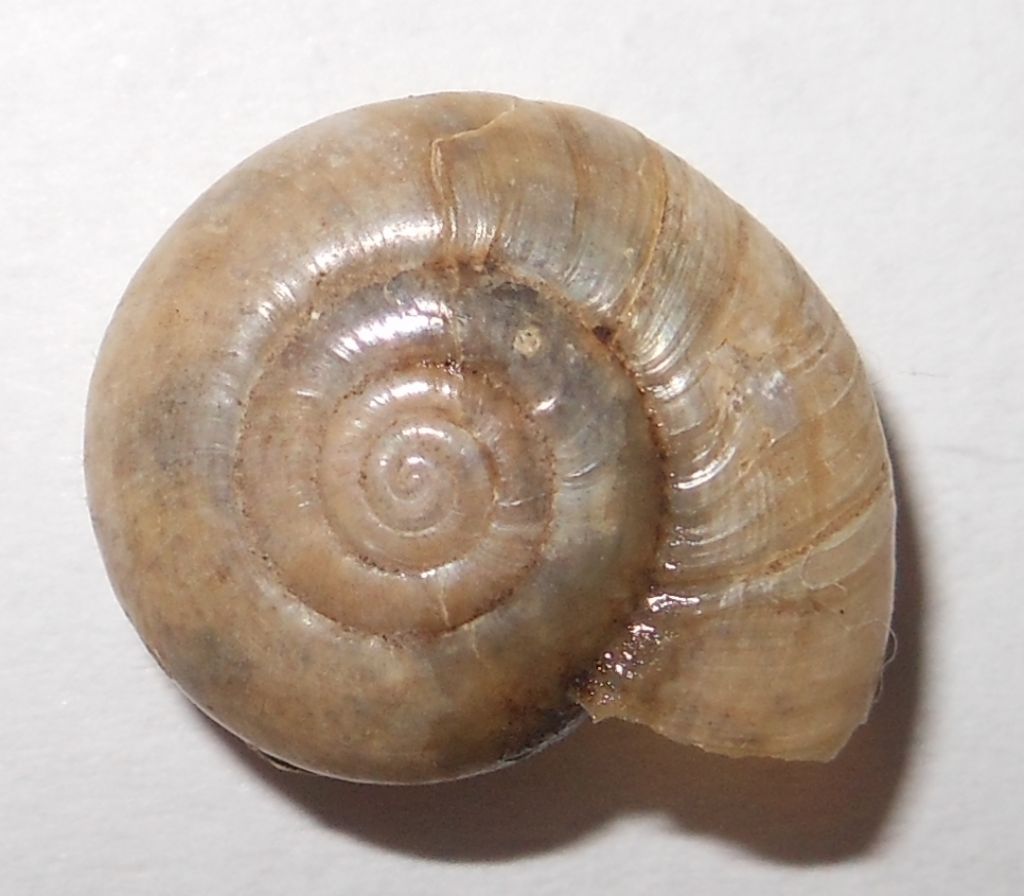 Oxychilus sp.